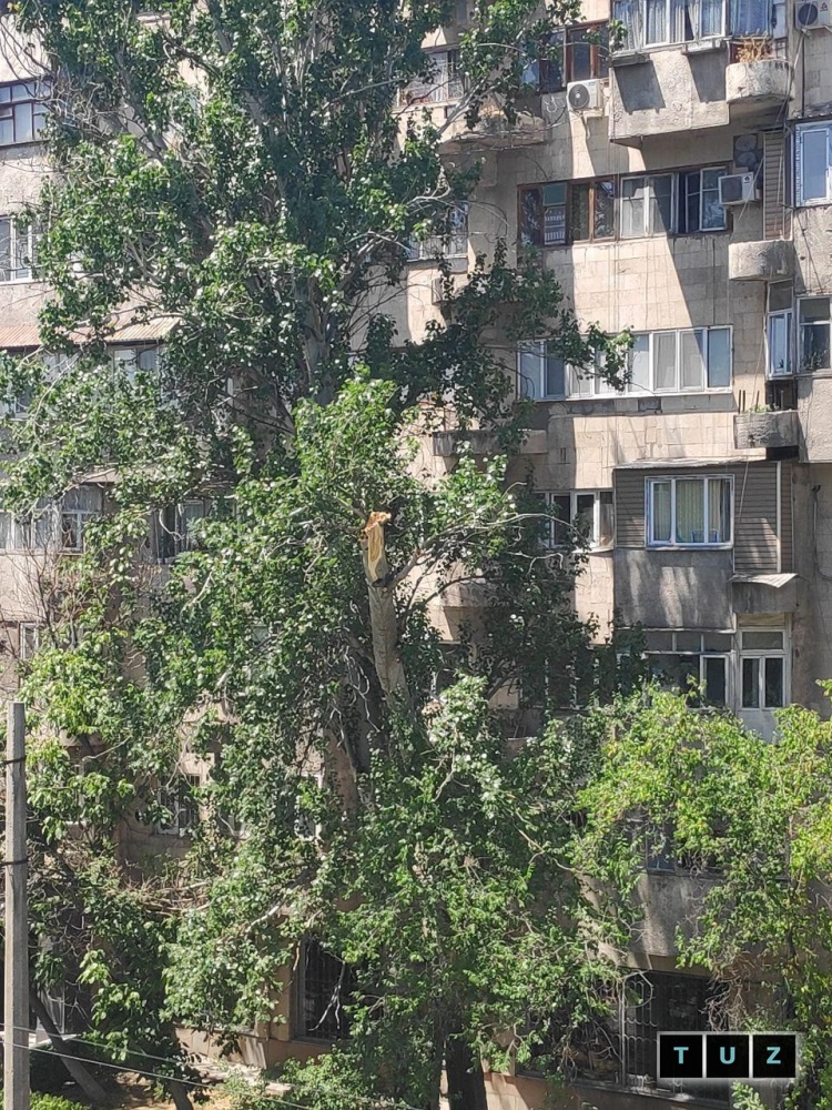 В Бишкеке дерево упало на машины