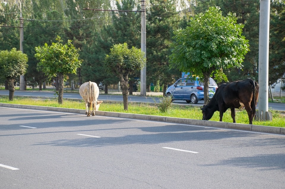 Животные заполонили столицу Кыргызстана