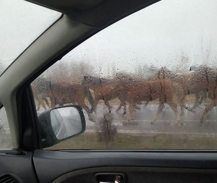 В Бишкеке табун лошадей гуляет в парке "Ынтымак". Опять...