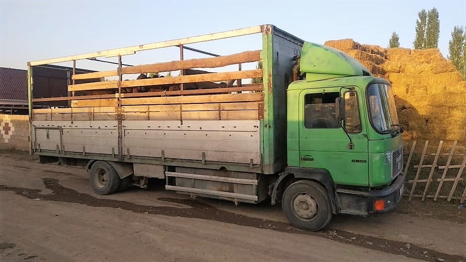 Пограничники задержали в ущелье Чырканак стадо баранов