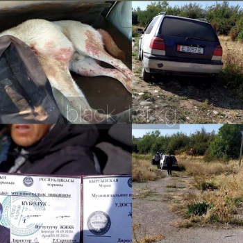 ФОТО! Сотрудники МП "Тазалык" днем, на глазах детей расстреляли собаку